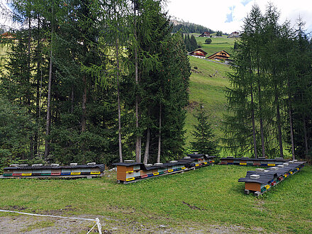 Bienenstand Waldtracht Maxer Bienenstand Maxer